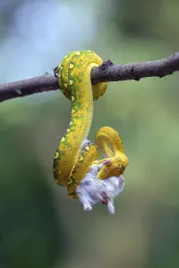 Searching For Food In The Wild Drucke: Python catch a prey on a tree