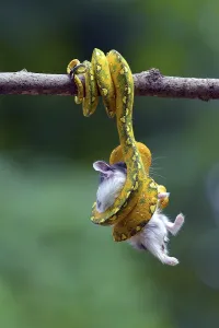 Foraging In The Wild Drucke: Python catch a prey on a tree