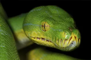 Green Tree Python Drucke: Python (Chondropython viridis, also Morelia viridis) New-Guinea