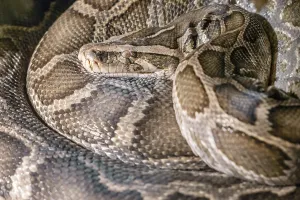 Constrictor Snake Species Drucke: Python molurus (Indian python)