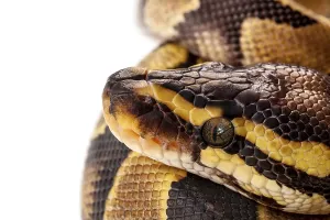 Python Regius Drucke: Python Regius snake isolated on white background