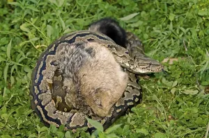 Gerahmter Druck : Python strangelt einen jungen Schakal. Gerahmter Druck : Python strangelt einen jungen Schakal.