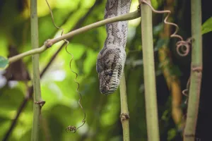 Tropical Jungle Landscape Photo Drucke: Python in a tree in a tropical jungle