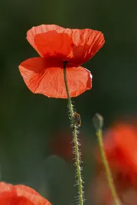 Flanders Poppy Blossom Drucke: Quickly made
