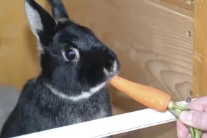 Rabbit