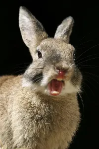 Easter Bunny Images Drucke: Rabbit