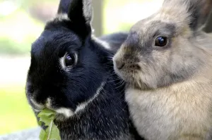 Domestic Rabbits Drucke: Rabbit