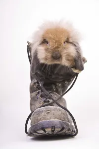 Captive Animal Portraits Drucke: Rabbit in a boot