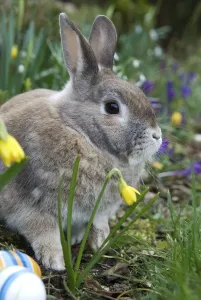 Empty Holiday Scene Drucke: Rabbit between easter eggs and daffodils