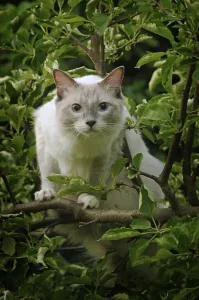 Ragdoll Cat Breed Drucke: Ragdoll, lilac tabby mitted solid