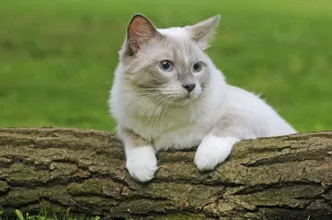 Ragdoll Cat Drucke: Ragdoll, lilac tabby mitted solid