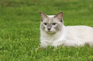 Nature Photography Austria Drucke: Ragdoll, lilac tabby mitted solid
