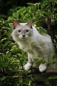 Nature Photography In Austria Drucke: Ragdoll, lilac tabby mitted solid