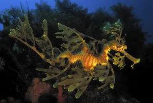 Bony Fish Species Image Drucke: Ragfish (Phycodurus eques), Kangaroo Island