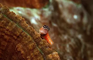 Combtooth Blenny Species Drucke: Rectangular crested tusk, Ecsenius opsfrontalis