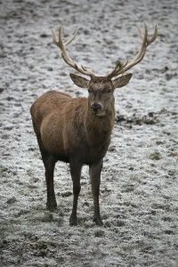 Red Stag Drucke: Red deer