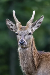 European Red Stag Drucke: Red deer (Cervus elaphus), spike