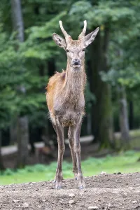 Red Deer In Germany Drucke: Red deer (Cervus elaphus), spit