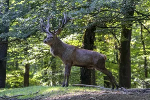 Red Deer In Germany Drucke: Red deer (Cervus elaphus), Volcanic Eifel