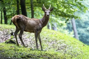 European Cervidae Species Drucke: Red deer (Cervus elaphus), Volcanic Eifel