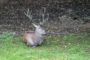 European Red Stag Drucke: Red deer (Cervus elaphus), Volcanic Eifel