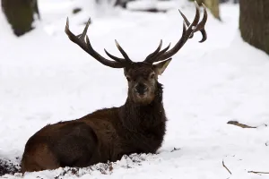 European Red Stag Drucke: Red deer in the snow