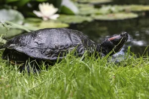 Trachemys Scripta Elegans Drucke: Red-eared slider (Trachemys scripta elegans)