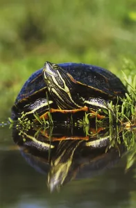 Deserted Animal Photos Drucke: Red-eared Slider (Trachemys scripta elegans)