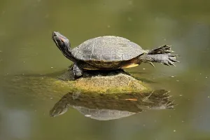 Reptile Wildlife Drucke: Red-eared slider (Trachemys scripta elegans) (Pseudemys scripta elegans)