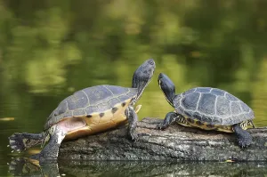 Trachemys Scripta Elegans Drucke: Red-eared slider (Trachemys scripta elegans) (Pseudemys scripta elegans)