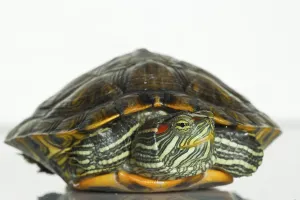 Reptile Species Drucke: Red-eared Slider (Trachemys scripta elegans) (Pseudemys scripta elegans)