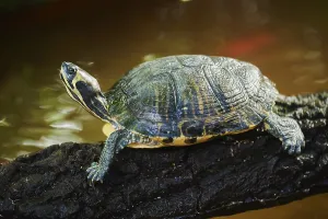 Uninhabited Tree Scene Drucke: Red-eared slider (Trachemys scripta elegans) on a tree trunk