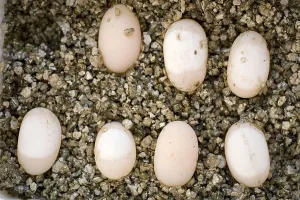 Trachemys Scripta Elegans Drucke: Red-eared Turtle, eggs in incubator (Trachemys scripta elegans) (Pseudemys scripta elegans)