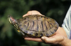 Trachemys Scripta Elegans Drucke: Red-eared Turtle in hand, Belgium (Trachemys scripta elegans) (Pseudemys scripta elegans)