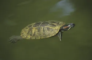 Water Animal Pictures Drucke: Red-eared Turtle (Pseudemis scripta elegans)