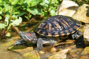 No People Animals Drucke: Red-eared Turtle (Trachemys scripta elegans) (Pseudemys scripta elegans)