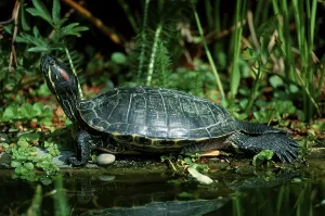 Trachemys Scripta Elegans Drucke: Red-eared Turtle (Trachemys scripta elegans) (Pseudemys scripta elegans)