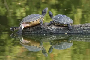 Trachemys Scripta Elegans Drucke: Red-eared Turtle (Trachemys scripta elegans) (Pseudemys scripta elegans)