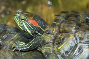 Red Eared Slider Drucke: Red-eared Turtle (Trachemys scripta elegans) (Pseudemys scripta elegans)