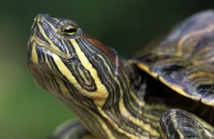 Red Eared Slider Drucke: Red-eared Turtle (Trachemys scripta elegans) (Pseudemys scripta elegans)