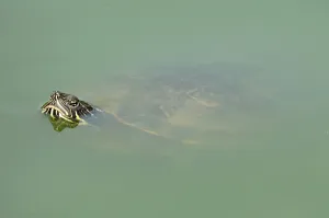 Uninhabited Wildlife Environments Drucke: Red-eared Turtle (Trachemys scripta elegans) (Pseudemys scripta elegans)