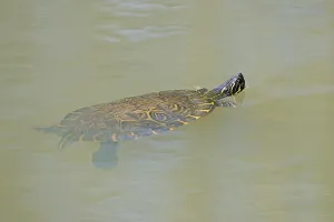 Red Eared Slider Drucke: Red-eared Turtle (Trachemys scripta elegans) (Pseudemys scripta elegans)
