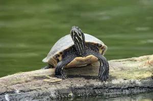 Animals In The Wild USA Drucke: Red-eared Turtle (Trachemys scripta elegans) (Pseudemys scripta elegans)