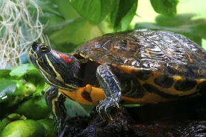 No People Wild Animals Germany Drucke: Red-eared Turtle (Trachemys scripta elegans) (Pseudemys scripta elegans)