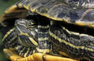 Red Eared Slider Drucke: Red-eared Turtle (Trachemys scripta elegans) (Pseudemys scripta elegans)