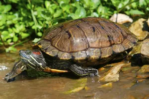 Red Eared Slider Drucke: Red-eared Turtle (Trachemys scripta elegans) (Pseudemys scripta elegans)