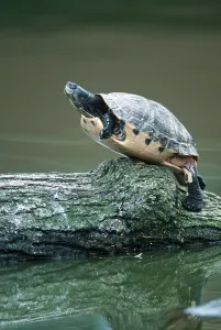 Red Eared Slider Drucke: Red-eared Turtle (Trachemys scripta elegans) (Pseudemys scripta elegans)