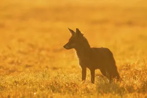 Atmospheric Evening Light Shots Drucke: Red fox