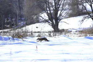 Red fox (Vulpes vulpes)