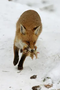 European Red Fox Portrait Drucke: Red fox in winter